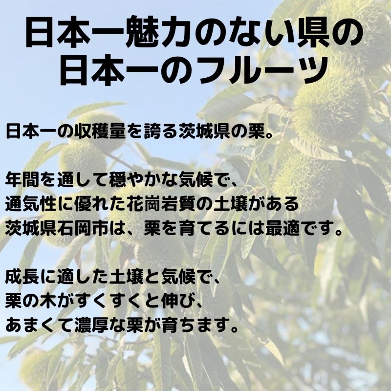 【2025シーズン到来】農家こだわりの「濃厚栗」大きめ2Lサイズ以上 - NIGオンラインストア