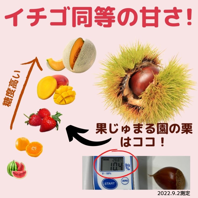 【2025シーズン到来】農家こだわりの「濃厚栗」大きめ2Lサイズ以上 - NIGオンラインストア