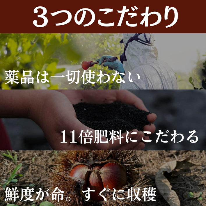 【2025シーズン到来】農家こだわりの「濃厚栗」大きめ2Lサイズ以上