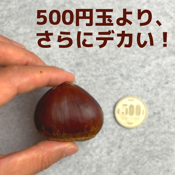【2025シーズン到来】農家こだわりの「濃厚栗」大きめ2Lサイズ以上