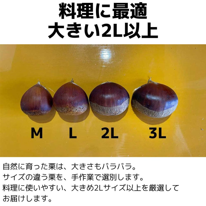 【2025シーズン到来】農家こだわりの「濃厚栗」大きめ2Lサイズ以上