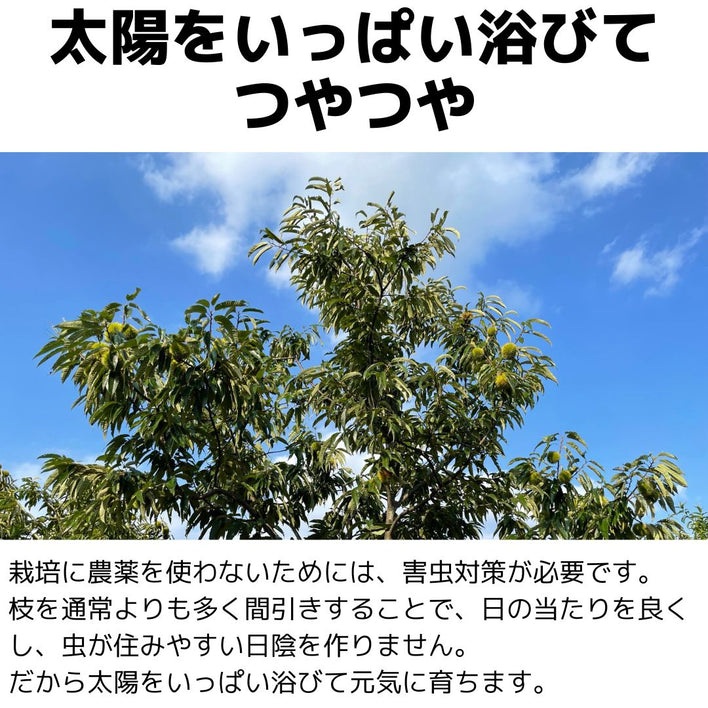 【2025シーズン到来】農家こだわりの「濃厚栗」大きめ2Lサイズ以上