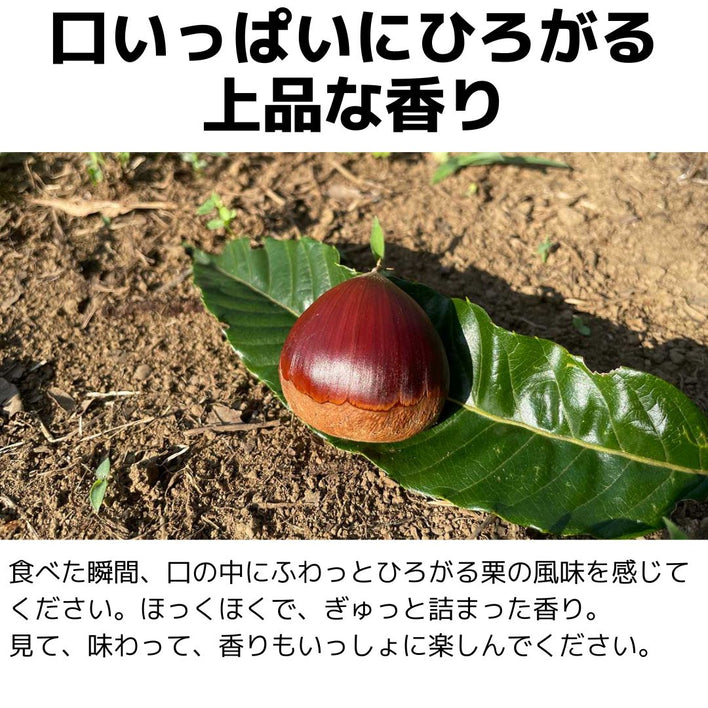 【2025シーズン到来】農家こだわりの「濃厚栗」大きめ2Lサイズ以上