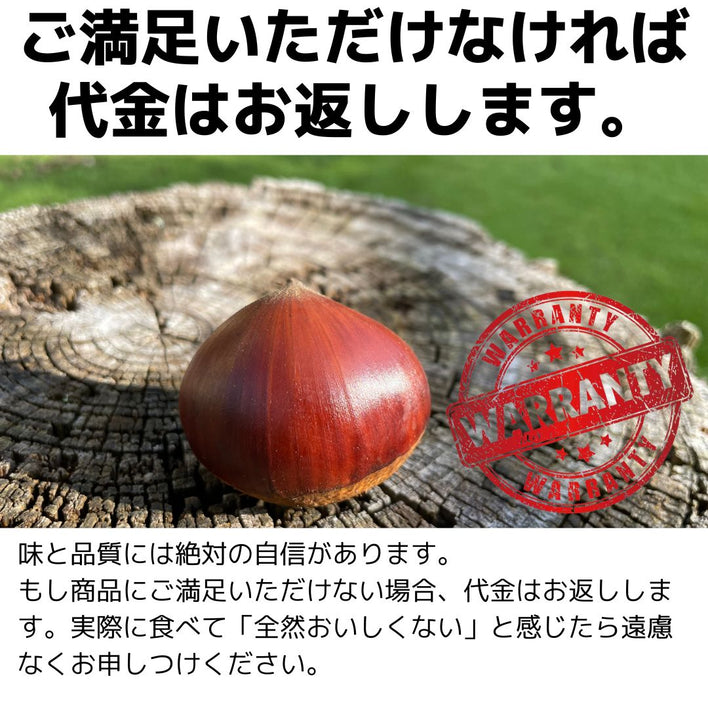 【2025シーズン到来】農家こだわりの「濃厚栗」大きめ2Lサイズ以上