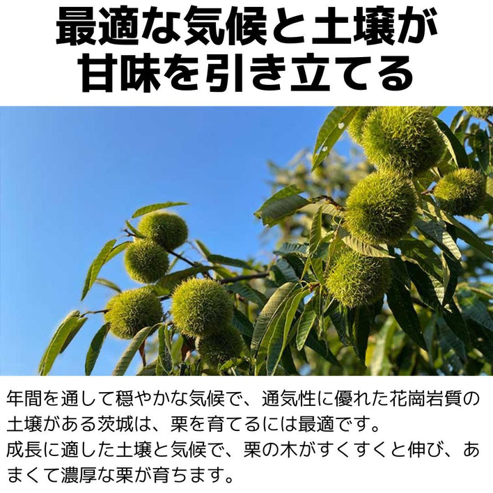 【2025シーズン到来】農家こだわりの「濃厚栗」大きめ2Lサイズ以上