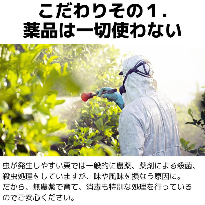 【2025シーズン到来】農家こだわりの「濃厚栗」大きめ2Lサイズ以上