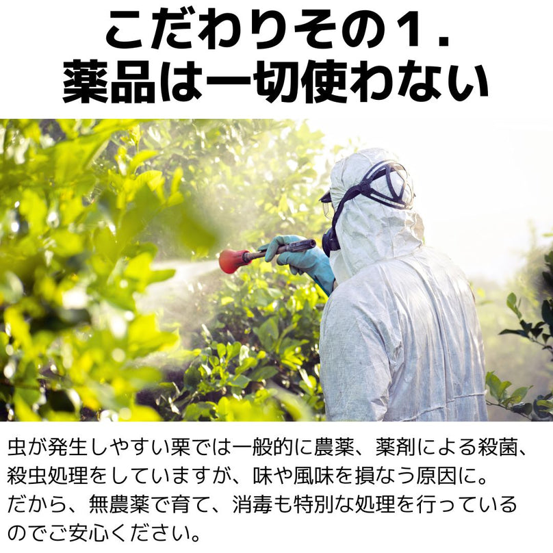 幻の栗⭐︎中山栗2L〜4L混合10kgクール便（匿名不可）農家直送2025-009 幻の栗⭐︎中山栗2L〜4L混合10kgクール便（匿名不可）農家直送