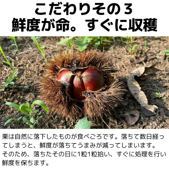 【2025シーズン到来】農家こだわりの「濃厚栗」大きめ2Lサイズ以上