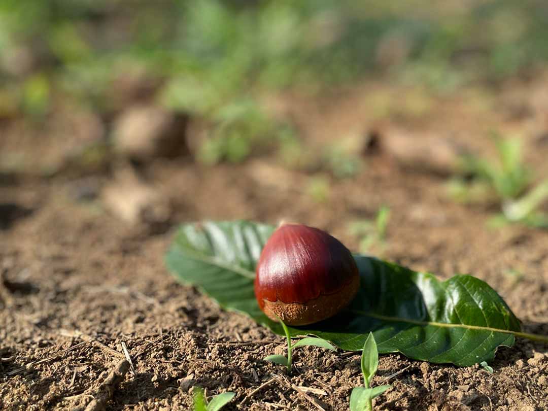 こだわり熟成濃厚栗をたっぷり使った至福のマカロン