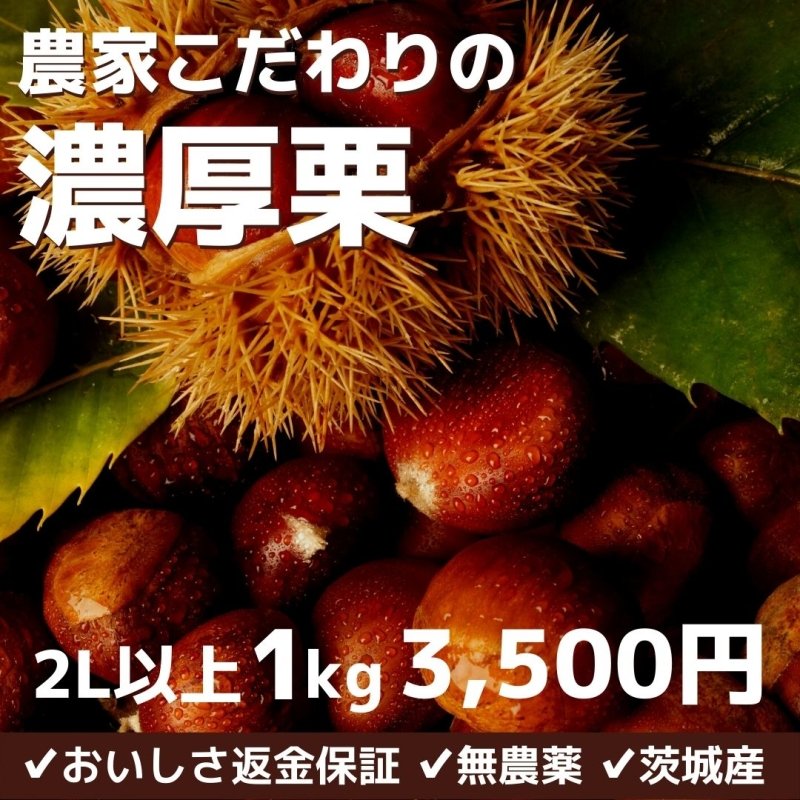 茨城県産　農薬不使用　生栗　約3kg（箱込み）サイズ 2L